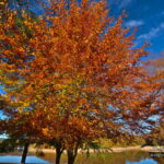 Feuilles d'automne au lac du Lampy