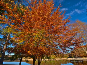 Feuilles d'automne au lac du Lampy