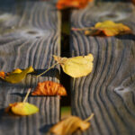 Photo feuille en automne