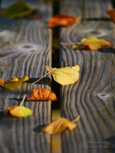 Photo feuille en automne