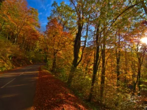 Feuilles en automne