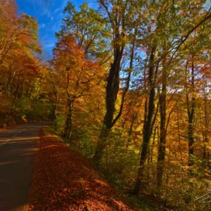 Feuilles en automne