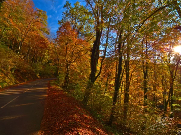 Feuilles en automne