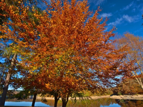 Feuilles d'automne au Lampy