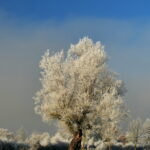 Photo arbre en hiver