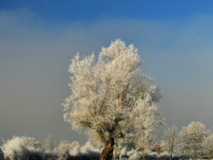 Photo arbre en hiver