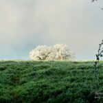 Photo arbre givré