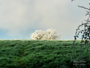 Photo arbre givré