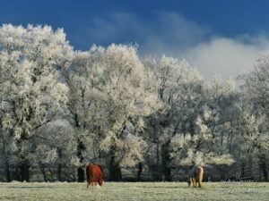 Photo juments en hiver