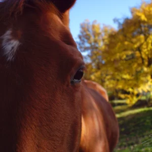 Portrait de jument