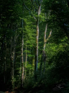 Rigole dans le Montagne Noire