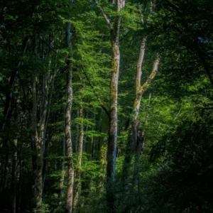 Rigole dans le Montagne Noire