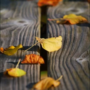 Feuilles d'automne