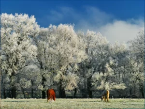 Chevaux en hiver-026