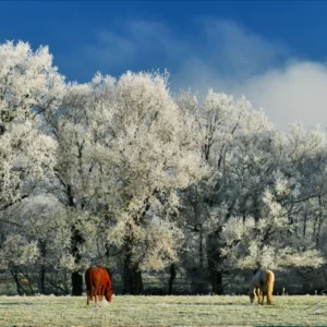 Chevaux en hiver-026