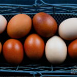 Photo panier œufs