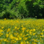 photo naissance du printemps