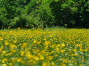 photo naissance du printemps