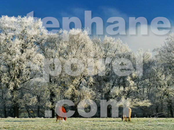 Chevaux en hiver