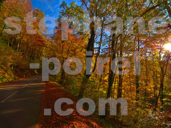 Feuilles en automne