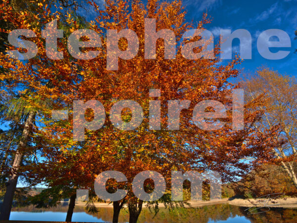 Feuilles d'automne au lac du Lampy