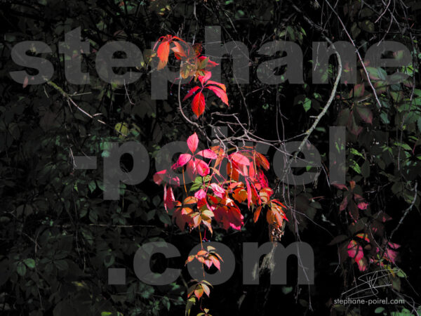 JPEG - Feuilles rouges à Annecy