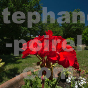 Fleur dans verdure