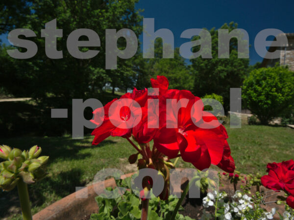 Fleur dans verdure