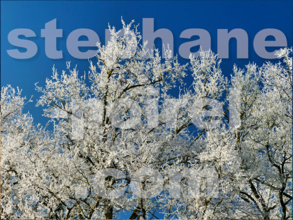 Givre-sur-les-arbres