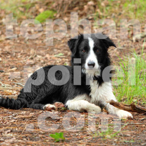 Border-colie