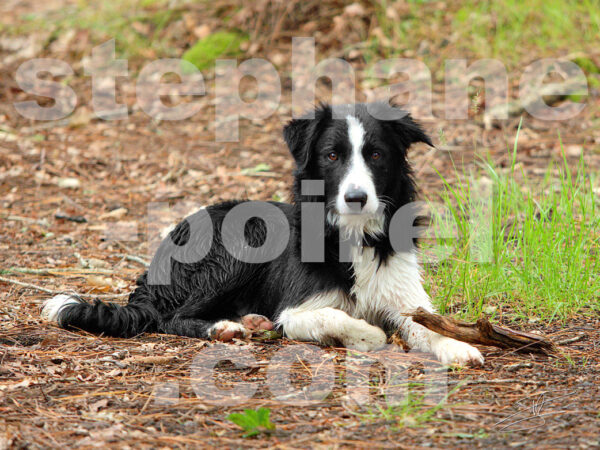 Border-colie