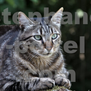 Portrait de chat