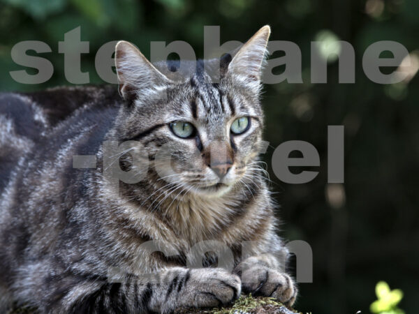 Portrait de chat
