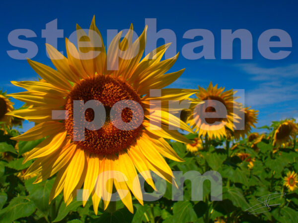 JPEG - Tournesols